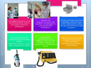 Aparato de             Lavado quirúrgico de acero
Un pasillo comunica con el
                               intercomunicacion del         inoxidable, profundas que
 hacia laboratorio, banco
                              quirófano a patología en       eviten salpicaduras, salida
   de sangre, anatomía
                                  caso de estudios          de agua en forma de cuello
         patológica
                                     histológicos                    de ganso.




 Área de recuperación               Gabinete de
                                                             Personal en esta área de
posoperatorio con equipo          medicamentos de
                                                               recuperación: jefe de
        básico:                urgencia, carro de paro
                                                                  piso, enfermeras
                                 cardiaco, equipo de
Esfigmomanometro, estetos                                    supervisadas por medico
                             traqueotomía, desfribrilador
copio, unidades de oxigeno                                         anestesiólogo
                                        es,etc
 