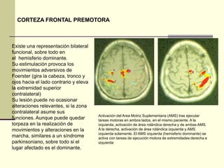 CORTEZA FRONTAL PREMOTORA



Existe una representación bilateral
funcional, sobre todo en
el hemisferio dominante.
Su estimulación provoca los
movimientos adversivos de
Foerster (gira la cabeza, tronco y
ojos hacia el lado contrario y eleva
la extremidad superior
contralateral)
Su lesión puede no ocasionar
alteraciones relevantes, si la zona
contralateral asume sus
                                       Activación del Area Motriz Suplementaria (AMS) tras ejecutar
funciones. Aunque puede quedar         tareas motoras en ambos lados, en el mismo paciente. A la
torpeza en la realización de           izquierda, activación de área rolándica derecha y de ambas AMS.
movimientos y alteraciones en la       A la derecha, activación de área rolándica izquierda y AMS
                                       izquierda solamente. El AMS izquierda (hemisferio dominante) se
marcha, similares a un síndrome        activa con tareas de ejecución motora de extremidades derecha e
parkinsoniano, sobre todo si el        izquierda
lugar afectado es el dominante.
 