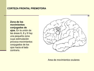 CORTEZA FRONTAL PREMOTORA




 Zona de los
 movimientos
 conjugados de
 ojos. En la unión de
 las áreas 6, 8 y 9 hay
 una pequeña zona
 cuya estimulación
 provoca movimientos
 conjugados de los
 ojos hacia el lado
 contrario.



                            Area de movimientos oculares
 