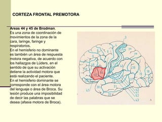 CORTEZA FRONTAL PREMOTORA


Areas 44 y 45 de Brodman.
Es una zona de coordinación de
movimientos de la zona de la
cara, laringe, faringe y
respiratorios.
En el hemisferio no dominante
es también un área de respuesta
motora negativa, de acuerdo con
los hallazgos de Lüders, en el
sentido de que su activación
detiene la actividad motora que
está realizando el paciente.
En el hemisferio dominante se
corresponde con el área motora
del lenguaje o área de Broca. Su
lesión produce una imposibilidad
de decir las palabras que se
desea (afasia motora de Broca).
 