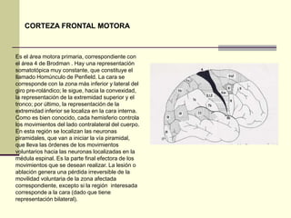 CORTEZA FRONTAL MOTORA



Es el área motora primaria, correspondiente con
el área 4 de Brodman . Hay una representación
somatotópica muy constante, que constituye el
llamado Homúnculo de Penfield. La cara se
corresponde con la zona más inferior y lateral del
giro pre-rolándico; le sigue, hacia la convexidad,
la representación de la extremidad superior y el
tronco; por último, la representación de la
extremidad inferior se localiza en la cara interna.
Como es bien conocido, cada hemisferio controla
los movimientos del lado contralateral del cuerpo.
En esta región se localizan las neuronas
piramidales, que van a iniciar la vía piramidal,
que lleva las órdenes de los movimientos
voluntarios hacia las neuronas localizadas en la
médula espinal. Es la parte final efectora de los
movimientos que se desean realizar. La lesión o
ablación genera una pérdida irreversible de la
movilidad voluntaria de la zona afectada
correspondiente, excepto si la región interesada
corresponde a la cara (dado que tiene
representación bilateral).
 