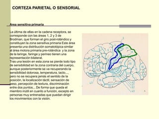 CORTEZA PARIETAL O SENSORIAL



Area sensitiva primaria

La última de ellas en la cadena receptora, se
corresponde con las áreas 1, 2 y 3 de
Brodman, que forman el giro post-rolándico y
constituyen la zona sensitiva primaria Este área
presenta una distribución somatotópica similar
al área motora primaria pre-rolándica y la zona
de la laringe, faringe y perineo tienen una
representación bilateral.
Tras una lesión en esta zona se pierde todo tipo
de sensibilidad en la zona contraria del cuerpo,
aunque posteriormente se va recuperando la
sensibilidad dolorosa, temperatura, tacto...,
pero no se recupera jamás el sentido de la
posición, la localización táctil, sensación de
peso, percepción de textura, discriminación
entre dos puntos... De forma que queda el
miembro inútil en cuanto a función, excepto en
personas muy entrenadas que puedan dirigir
los movimientos con la visión.
 