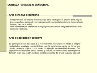 CORTEZA PARIETAL O SENSORIAL



 Area sensitiva secundaria
 Inmediatamente por encima de la Cisura de Silvio y debajo de la anterior zona, hay un
 área pequeña de asociación, con representación somatotópica diferente (cabeza hacia
 delante y pies hacia atrás).
 Tiene representación bilateral de la mayor parte del cuerpo e integra sensibilidad táctil,
 posicional y dolorosa.



 Area de asociación sensitiva

 Se corresponde con las áreas 5 y 7 de Brodman. Su función es recibir e integrar
 modalidades sensitivas, comparándolas con la experiencia previa, de forma que
 permita reconocer objetos con la mano, por ejemplo, sin necesidad de verlos. Esta
 capacidad de reconocer forma, tamaño y textura se conoce como estereognosia.
 También es en esta región donde se tiene la conciencia del propio esquema corporal.
 