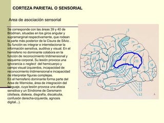 CORTEZA PARIETAL O SENSORIAL

Area de asociación sensorial

Se corresponde con las áreas 39 y 40 de
Brodman, situadas en los giros angular y
supramarginal respectivamente, que rodean
la parte más posterior de la Cisura de Silvio .
Su función es integrar e interrelacionar la
información sensitiva, auditiva y visual. En el
hemisferio no dominante colabora en la
función de reconocimiento tridimensional y
esquema corporal. Su lesión provoca una
ignorancia o neglect del hemicuerpo y
campo visual izquierdos, incapacidad de
reconocimiento tridimensional e incapacidad
de interpretar figuras complejas.
En el hemisferio dominante forma parte del
Area de Wernicke, área de integración del
lenguaje, cuya lesión provoca una afasia
sensitiva y un Síndrome de Gersmann
(disfasia, dislexia, disgrafía, discalculia,
confusión derecha-izquierda, agnosis
digital...).
 
