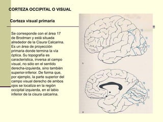 CORTEZA OCCIPITAL O VISUAL

Corteza visual primaria


 Se corresponde con el área 17
 de Brodman y está situada
 alrededor de la Cisura Calcarina.
 Es un área de proyección
 primaria donde termina la vía
 óptica. Su topografía es
 característica, inversa al campo
 visual, no sólo en el sentido
 derecha-izquierda, sino también
 superior-inferior. De forma que,
 por ejemplo, la parte superior del
 campo visual derecho de ambos
 ojos se localiza en la región
 occipital izquierda, en el labio
 inferior de la cisura calcarina.
 