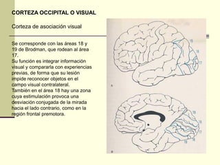 CORTEZA OCCIPITAL O VISUAL

Corteza de asociación visual


Se corresponde con las áreas 18 y
19 de Brodman, que rodean al área
17.
Su función es integrar información
visual y compararla con experiencias
previas, de forma que su lesión
impide reconocer objetos en el
campo visual contralateral.
También en el área 18 hay una zona
cuya estimulación provoca una
desviación conjugada de la mirada
hacia el lado contrario, como en la
región frontal premotora.
 