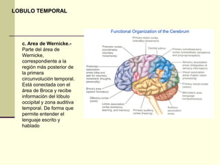 LOBULO TEMPORAL




  c. Area de Wernicke.-
  Parte del área de
  Wernicke,
  correspondiente a la
  región más posterior de
  la primera
  circunvolución temporal.
  Está conectada con el
  área de Broca y recibe
  información del lóbulo
  occipital y zona auditiva
  temporal. De forma que
  permite entender el
  lenguaje escrito y
  hablado
 
