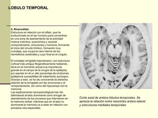LOBULO TEMPORAL




4. Rinencéfalo
Estructura en relación con el olfato, que ha
evolucionado en el ser humano para convertirse
en una zona de asentamiento de la actividad
motora instintiva, autonómica y visceral,
comportamiento, emociones y memoria, formando
el inicio del circuito límbico, formación muy
compleja, que ocupa la cara interna de los
hemisferios cerebrales y cuyo final es el cíngulo .

El complejo amígdalo-hipocámpico, con estructura
cortical más antigua filogenéticamente hablando,
tiene en el momento actual una importancia
grande en el campo de la cirugía de la epilepsia,
por asentar en él un alto porcentaje de síndromes
epilépticos susceptibles de tratamiento quirúrgico.
Gracias a esto, se ha ido conociendo la estrecha
relación de la amígdala con las emociones y el
comportamiento, así como del hipocampo con la
memoria.
Las exploraciones neuropsicológicas han ido
delimitando el lado dominante como el lugar de
asentamiento de los procesos que intervienen en       Corte axial de ambos lóbulos temporales. Se
la memoria verbal, mientras que en el lado no         aprecia la relación entre neocórtex ántero-lateral
dominante la memoria va a estar en relación con       y estructuras mediales temporales
procesos viso-espaciales.
 