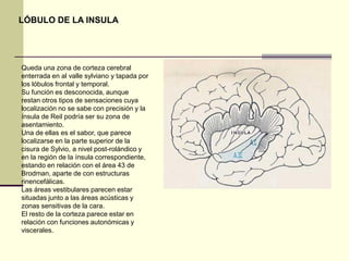 LÓBULO DE LA INSULA




Queda una zona de corteza cerebral
enterrada en al valle sylviano y tapada por
los lóbulos frontal y temporal.
Su función es desconocida, aunque
restan otros tipos de sensaciones cuya
localización no se sabe con precisión y la
ínsula de Reil podría ser su zona de
asentamiento.
Una de ellas es el sabor, que parece
localizarse en la parte superior de la
cisura de Sylvio, a nivel post-rolándico y
en la región de la ínsula correspondiente,
estando en relación con el área 43 de
Brodman, aparte de con estructuras
rinencefálicas.
Las áreas vestibulares parecen estar
situadas junto a las áreas acústicas y
zonas sensitivas de la cara.
El resto de la corteza parece estar en
relación con funciones autonómicas y
viscerales.
 