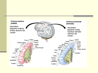 Areas funcionales de_la_corteza_cerebral