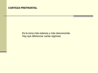 CORTEZA PREFRONTAL




        Es la zona más extensa y más desconocida.
        Hay que diferenciar varias regiones
 