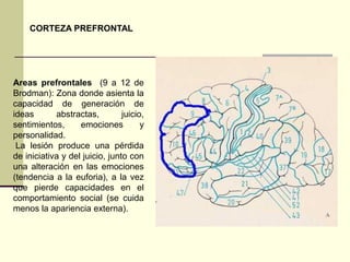 CORTEZA PREFRONTAL




Areas prefrontales (9 a 12 de
Brodman): Zona donde asienta la
capacidad de generación de
ideas       abstractas,         juicio,
sentimientos,      emociones          y
personalidad.
 La lesión produce una pérdida
de iniciativa y del juicio, junto con
una alteración en las emociones
(tendencia a la euforia), a la vez
que pierde capacidades en el
comportamiento social (se cuida
menos la apariencia externa).
 