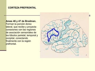 CORTEZA PREFRONTAL




Areas 46 y 47 de Brodman.
Forman la porción dorso
lateral, que recibe y proyecta
conexiones con las regiones
de asociación sensoriales de
los lóbulos parietal, temporal y
occipital, conectando
finalmente con la región
prefrontal.
 