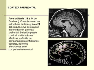 CORTEZA PREFRONTAL



Area orbitaria (13 y 14 de
Brodman). Conectada con las
estructuras límbicas y área 24
del cíngulo, sirve de estación
intermedia con el cortex
prefrontal. Su lesión puede
conducir a alteraciones
afectivas y pérdida de
comportamientos inhibitorios
sociales, así como
alteraciones en el
comportamiento sexual
 