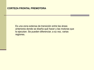 CORTEZA FRONTAL PREMOTORA




     Es una zona extensa de transición entre las áreas
     anteriores donde se diseña qué hacer y las motoras que
     lo ejecutan. Se pueden diferenciar, a su vez, varias
     regiones.
 