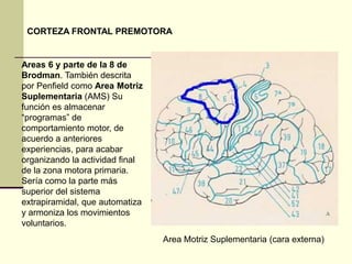 CORTEZA FRONTAL PREMOTORA


Areas 6 y parte de la 8 de
Brodman. También descrita
por Penfield como Area Motriz
Suplementaria (AMS) Su
función es almacenar
“programas” de
comportamiento motor, de
acuerdo a anteriores
experiencias, para acabar
organizando la actividad final
de la zona motora primaria.
Sería como la parte más
superior del sistema
extrapiramidal, que automatiza
y armoniza los movimientos
voluntarios.
                                 Area Motriz Suplementaria (cara externa)
 