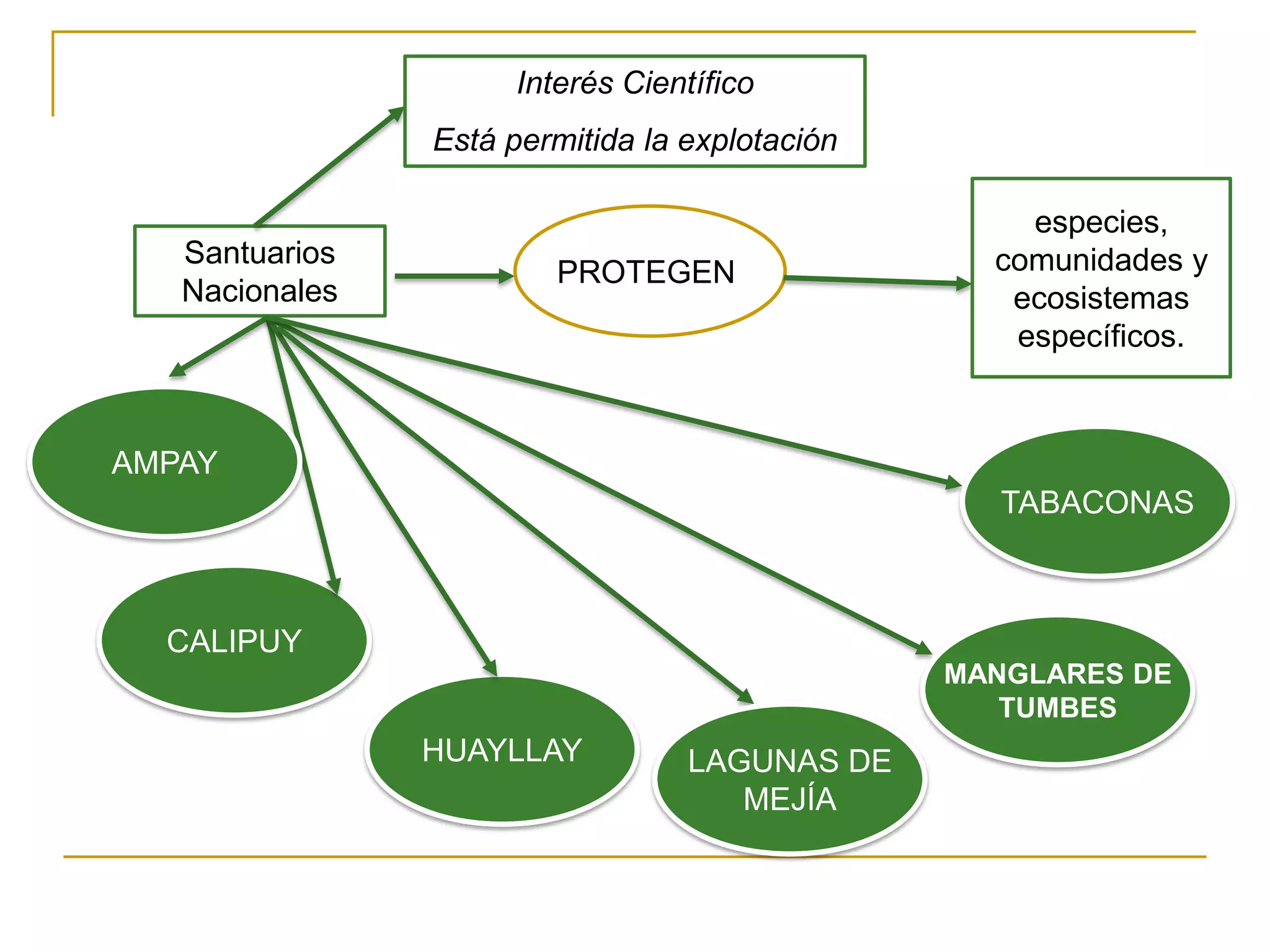 Interés Científico
                Está permitida la explotación

                                                    especies,
   Santuarios                                     comunidades y
                        PROTEGEN
   Nacionales                                      ecosistemas
                                                   específicos.



AMPAY
                                                   TABACONAS



  CALIPUY
                                                MANGLARES DE
                                                   TUMBES
                HUAYLLAY          LAGUNAS DE
                                     MEJÍA
 