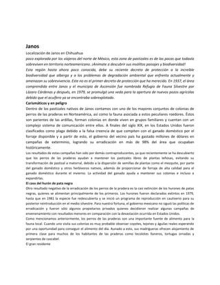 Janos
Localización de Janos en Chihuahua
poco explorada por los viajeros del norte de México, esta zona de pastizales es de las pocas que todavía
sobreviven en territorio norteamericano. ¡Anímate a descubrir sus insólitos paisajes y biodiversidad!
Esta región hasta ahora poco conocida, debe su reciente decreto de protección a la increíble
biodiversidad que alberga y a los problemas de degradación ambiental que enfrenta actualmente y
amenazan su sobrevivencia. Este no es el primer decreto de protección que ha merecido. En 1937, el área
comprendida entre Janos y el municipio de Ascensión fue nombrada Refugio de Fauna Silvestre por
Lázaro Cárdenas y después, en 1979, se promulgó una veda para la apertura de nuevos pozos agrícolas
debido que el acuífero ya se encontraba sobrexplotado.
Carismáticos y en peligro
Dentro de los pastizales nativos de Janos contamos con uno de los mayores conjuntos de colonias de
perros de las praderas en Norteamérica, así como la fauna asociada a estos peculiares roedores. Éstos
son parientes de las ardillas, forman colonias en donde viven en grupos familiares y cuentan con un
complejo sistema de comunicación entre ellos. A finales del siglo XIX, en los Estados Unidos fueron
clasificados como plaga debido a la falsa creencia de que compiten con el ganado doméstico por el
forraje disponible y a partir de esto, el gobierno del vecino país ha gastado millones de dólares en
campañas de exterminio, logrando su erradicación en más de 98% del área que ocupaban
históricamente.
Los resultados de estas campañas han sido por demás contraproducentes, ya que recientemente se ha descubierto
que los perros de las praderas ayudan a mantener los pastizales libres de plantas leñosas, evitando su
transformación de pastizal a matorral, debido a la dispersión de semillas de plantas como el mezquite, por parte
del ganado doméstico y otros herbívoros nativos, además de proporcionar de forraje de alta calidad para el
ganado doméstico durante el invierno. La actividad del ganado ayuda a mantener sus colonias e incluso a
expandirlas.
El caso del hurón de pata negra
Otro resultado negativo de la erradicación de los perros de la pradera es la casi extinción de los hurones de patas
negras, quienes se alimentan principalmente de los primeros. Los hurones fueron declarados extintos en 1979,
hasta que en 1981 la especie fue redescubierta y se inició un programa de reproducción en cautiverio para su
posterior reintroducción en el medio silvestre. Para nuestra fortuna, el gobierno mexicano no siguió las políticas de
erradicación y fueron sólo algunos propietarios privados quienes decidieron realizar algunas campañas de
envenenamiento con resultados menores en comparación con la devastación ocurrida en Estados Unidos.
Como mencionamos anteriormente, los perros de las praderas son una importante fuente de alimento para la
fauna local. Cuando uno visita sus colonias es muy probable observar coyotes, tejones y águilas reales esperando
por una oportunidad para conseguir el alimento del día. Aunado a esto, sus madrigueras ofrecen alojamiento de
primera clase para muchos de los habitantes de las praderas como tecolotes llaneros, tortugas ornadas y
serpientes de cascabel.
El gran residente

 