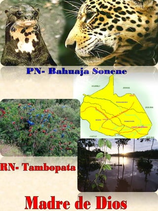 Madre de Dios PN- Bahuaja Sonene RN- Tambopata 