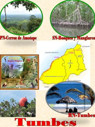 Tumbes PN-Cerros de Amotape SN-Bosques y Manglares RN-Tumbes 