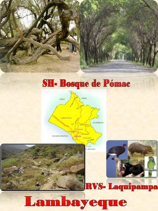 Lambayeque SH- Bosque de Pómac RVS- Laquipampa 