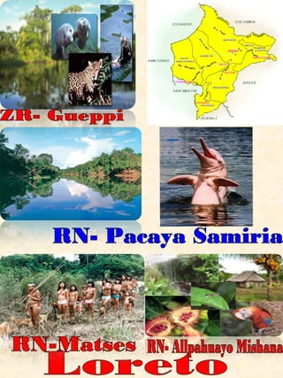 Loreto RN- Pacaya Samiria RN- Allpahuayo Mishana RN-Matses ZR- Gueppi 