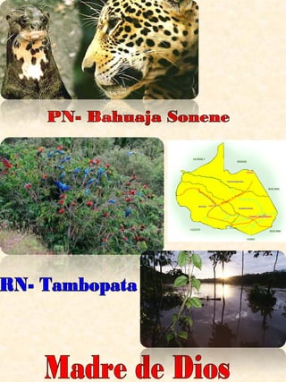 Madre de Dios PN- Bahuaja Sonene RN- Tambopata 