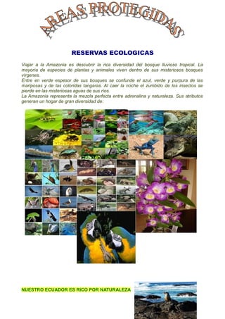 RESERVAS ECOLOGICAS
Viajar a la Amazonia es descubrir la rica diversidad del bosque lluvioso tropical. La
mayoría de especies de plantas y animales viven dentro de sus misteriosos bosques
vírgenes.
Entre en verde espesor de sus bosques se confunde el azul, verde y purpura de las
mariposas y de las coloridas tangaras. Al caer la noche el zumbido de los insectos se
pierde en las misteriosas aguas de sus ríos.
La Amazonia representa la mezcla perfecta entre adrenalina y naturaleza. Sus atributos
generan un hogar de gran diversidad de:




NUESTRO ECUADOR ES RICO POR NATURALEZA
 
