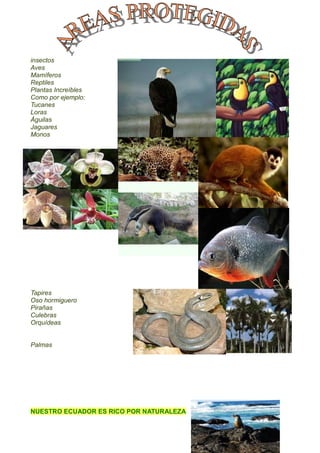 insectos
Aves
Mamíferos
Reptiles
Plantas Increíbles
Como por ejemplo:
Tucanes
Loras
Águilas
Jaguares
Monos




Tapires
Oso hormiguero
Pirañas
Culebras
Orquídeas


Palmas




NUESTRO ECUADOR ES RICO POR NATURALEZA
 