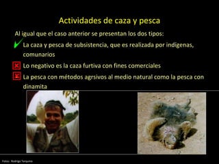 Actividades de caza y pesca
Al igual que el caso anterior se presentan los dos tipos:
• La caza y pesca de subsistencia, que es realizada por indígenas,
comunarios
• Lo negativo es la caza furtiva con fines comerciales
• La pesca con métodos agrsivos al medio natural como la pesca con
dinamita
Fotos: Rodrigo Tarquino


 