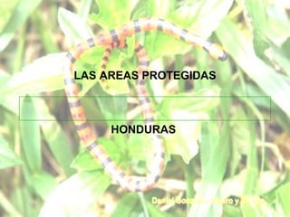 LAS AREAS PROTEGIDAS
HONDURAS
 