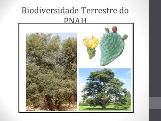 Biodiversidade Terrestre do
PNAH

 