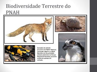 Biodiversidade Terrestre do
PNAH

 
