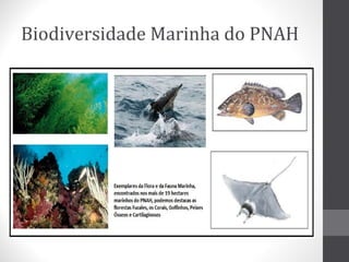 Biodiversidade Marinha do PNAH

 