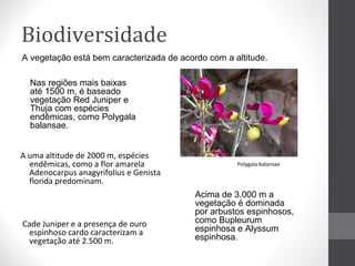 Biodiversidade
A vegetação está bem caracterizada de acordo com a altitude.
Nas regiões mais baixas
até 1500 m, é baseado
vegetação Red Juniper e
Thuja com espécies
endêmicas, como Polygala
balansae.
A uma altitude de 2000 m, espécies
endêmicas, como a flor amarela
Adenocarpus anagyrifolius e Genista
florida predominam.

Cade Juniper e a presença de ouro
espinhoso cardo caracterizam a
vegetação até 2.500 m.

Polygala balansae

Acima de 3.000 m a
vegetação é dominada
por arbustos espinhosos,
como Bupleurum
espinhosa e Alyssum
espinhosa.

 