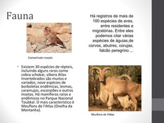 Fauna

Há registros de mais de
100 espécies de aves,
entre residentes e
migratórias. Entre eles
podemos citar várias
espécies de águias,de
corvos, abutres, corujas,
falcão peregrino ...

Camachuelo rosado

• Existem 30 espécies de répteis,
incluindo alguns raros como
cobra schokar, víbora Atlas
Invertebrados são muitos e
variados, nove espécies de
borboletas endêmicas, lesmas,
caramujos, escorpiões e outros
insetos. Há mamíferos raros e
endêmicos no Parque Nacional
Toubkal. O mais característico é
Mouflons de l'Atlas (Ovelha da
Montanha).
Mouflons de l'Atlas

 