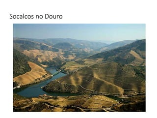 Socalcos no Douro
 