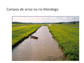 Campos de arroz no rio Mondego
 