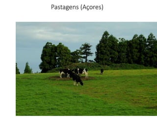 Pastagens (Açores)
 