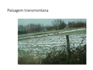 Paisagem transmontana
 