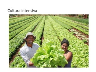 Cultura intensiva
 