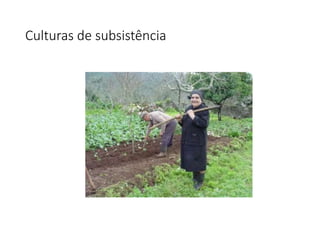 Culturas de subsistência
 