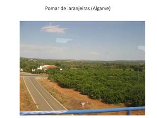 Pomar de laranjeiras (Algarve)
 