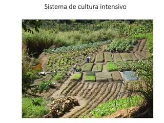 Sistema de cultura intensivo
 