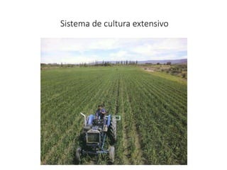 Sistema de cultura extensivo
 