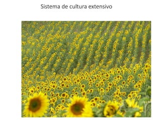 Sistema de cultura extensivo
 