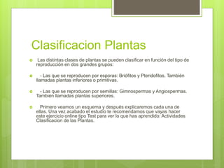 Clasificacion Plantas
 Las distintas clases de plantas se pueden clasificar en función del tipo de
reproducción en dos grandes grupos:
 - Las que se reproducen por esporas: Briófitos y Pteridofitos. También
llamadas plantas inferiores o primitivas.
 - Las que se reproducen por semillas: Gimnospermas y Angiospermas.
También llamadas plantas superiores.
 Primero veamos un esquema y después explicaremos cada una de
ellas. Una vez acabado el estudio te recomendamos que vayas hacer
este ejercicio online tipo Test para ver lo que has aprendido: Actividades
Clasificacion de las Plantas.
 