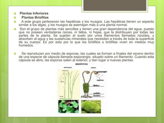  Plantas Inferiores
 Plantas Briofitas
 A este grupo pertenecen las hepáticas y los musgos. Las hepáticas tienen un aspecto
similar a los algas, y los musgos se asemejan más a una planta normal.
 Son el grupo de plantas más sencillas y tienen una gran dependencia del agua, puesto
que no poseen verdaderas raíces, ni tallos, ni hojas, que la distribuyan por todas las
partes de la planta. Se sujetan al suelo por unos filamentos llamados rizoides, y
absorben al agua y las sustancias minerales que necesitan a través de toda la superficie
de su cuerpo. Es por esto por lo que los briófitos o briófitas viven en medios muy
húmedos.
 Se reproducen por medio de esporas, las cuales se forman a finales del verano dentro
de una especie de cápsula llamada esporangio, situado sobre un filamento. Cuando esta
cápsula se abre, las esporas salen al exterior, y dan lugar a nuevas plantas.
 