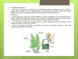  Plantas Pteridofitas
 Este es el grupo de los helechos. Los helechos tienen verdaderas raíces, tallos y
hojas. De su tallo, que es subterráneo y se denomina rizoma, salen las hojas
llamadas frondes. La parte posterior de los frondes se llama envés.
 helechos
 Estas hojas son de color verde brillante y nacen enrolladas. En primavera en su
envés (parte de atrás), aparecen unos saquitos, llamados soros, en cuyo interior
se encuentran las esporas. Cuando estás maduran salen al exterior.
 Los helechos están mejor adaptados al medio terrestre que los briófitos, pero
tampoco poseen ni flores ni frutos.
 Viven en lugares húmedos y sombríos. Formaron grandes bosques que han
originado yacimientos de hulla.
 