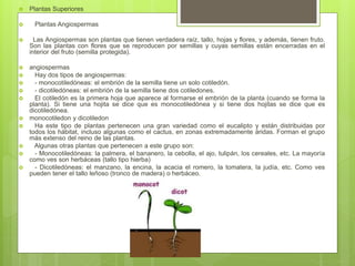  Plantas Superiores
 Plantas Angiospermas
 Las Angiospermas son plantas que tienen verdadera raíz, tallo, hojas y flores, y además, tienen fruto.
Son las plantas con flores que se reproducen por semillas y cuyas semillas están encerradas en el
interior del fruto (semilla protegida).
 angiospermas
 Hay dos tipos de angiospermas:
 - monocotiledóneas: el embrión de la semilla tiene un solo cotiledón.
 - dicotiledóneas: el embrión de la semilla tiene dos cotiledones.
 El cotiledón es la primera hoja que aparece al formarse el embrión de la planta (cuando se forma la
planta). Si tiene una hojita se dice que es monocotiledónea y si tiene dos hojitas se dice que es
dicotiledónea.
 monocotiledon y dicotiledon
 Ha este tipo de plantas pertenecen una gran variedad como el eucalipto y están distribuidas por
todos los hábitat, incluso algunas como el cactus, en zonas extremadamente áridas. Forman el grupo
más extenso del reino de las plantas.
 Algunas otras plantas que pertenecen a este grupo son:
 - Monocotiledóneas: la palmera, el bananero, la cebolla, el ajo, tulipán, los cereales, etc. La mayoría
como ves son herbáceas (tallo tipo hierba)
 - Dicotiledóneas: el manzano, la encina, la acacia el romero, la tomatera, la judía, etc. Como ves
pueden tener el tallo leñoso (tronco de madera) o herbáceo.
 